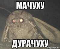 мачуху дурачуху