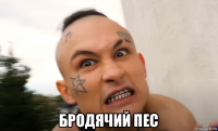  бродячий пес