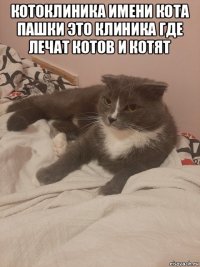 котоклиника имени кота пашки это клиника где лечат котов и котят 