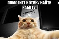 помогите котику найти работу! 