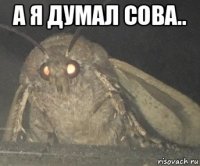 а я думал сова.. 