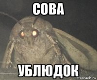 сова ублюдок