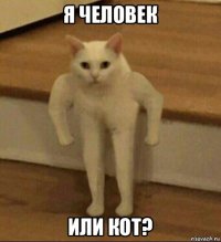 я человек или кот?