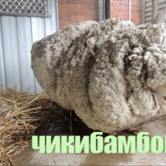 Чикибанбон