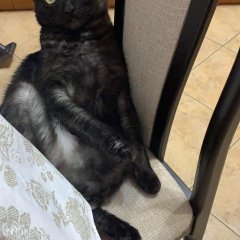 Кот 2