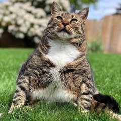 Котик Мука