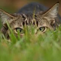 Котик