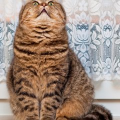 Котик
