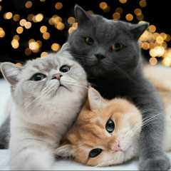Праздничные коты