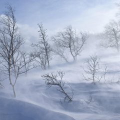 Природа зима метель