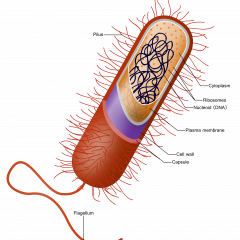 Prokaryote