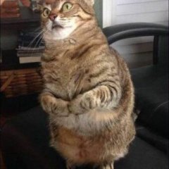 РОБОТ КОТ