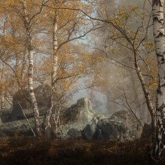 Березы родного мыса