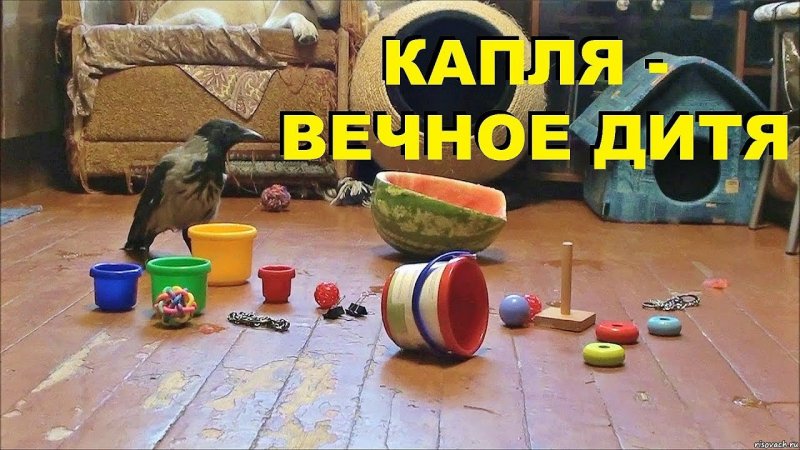 картинки голубь райс и компания