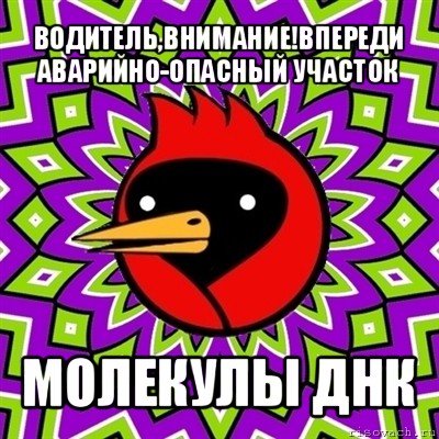 водитель,внимание!впереди аварийно-опасный участок молекулы днк, Мем Омская птица