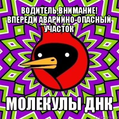 водитель,внимание! впереди аварийно-опасный участок молекулы днк, Мем Омская птица