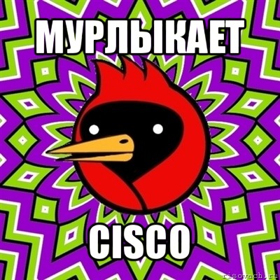 мурлыкает cisco, Мем Омская птица