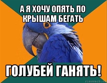 а я хочу опять по крышам бегать голубей ганять!, Мем Попугай параноик