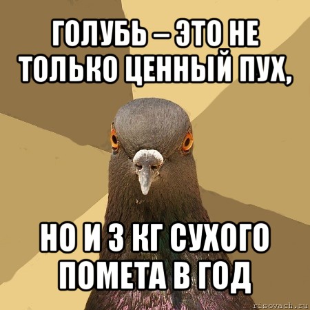 голубь – это не только ценный пух, но и 3 кг сухого помета в год, Мем голубь