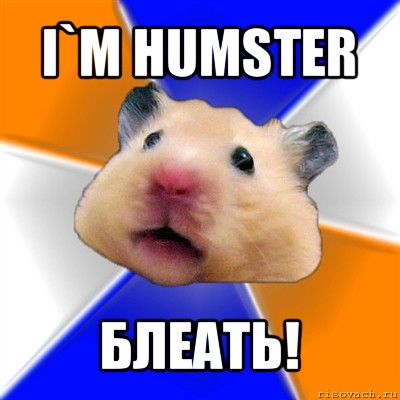 i`m humster блеать!