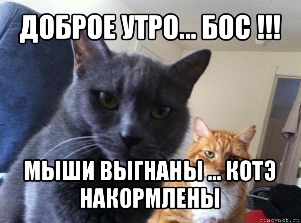 доброе утро... бос !!! мыши выгнаны ... котэ накормлены