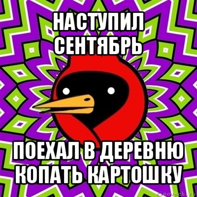 наступил сентябрь поехал в деревню копать картошку, Мем Омская птица