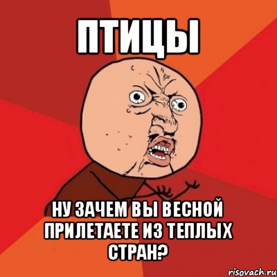 птицы ну зачем вы весной прилетаете из теплых стран?