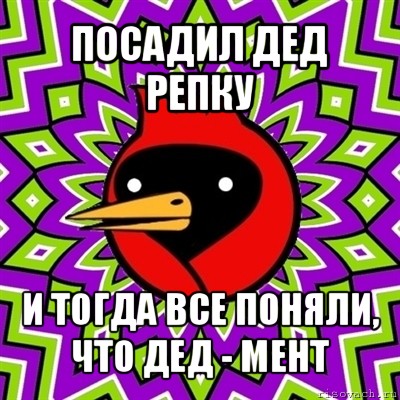 посадил дед репку и тогда все поняли, что дед - мент, Мем Омская птица