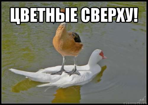 цветные сверху! , Мем likaboss