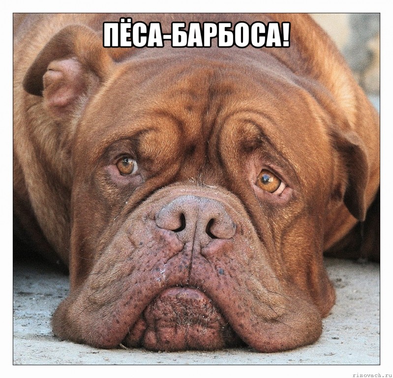 пёса-барбоса! 