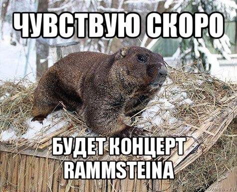 чувствую скоро будет концерт rammsteina, Мем сурок