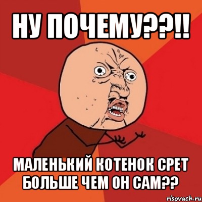 ну почему??!! маленький котенок срет больше чем он сам??, Мем Почему