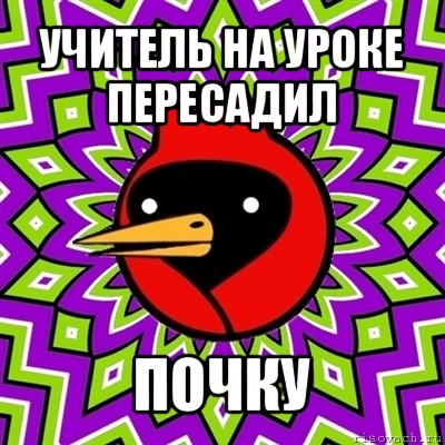 учитель на уроке пересадил почку, Мем Омская птица