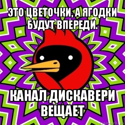 это цветочки, а ягодки будут впереди. канал дискавери вещает, Мем Омская птица