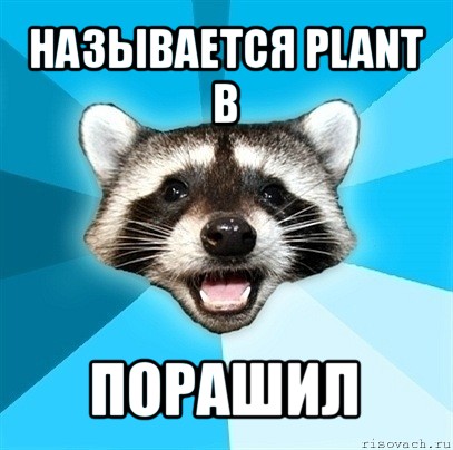 называется plant b порашил, Мем Енот-Каламбурист