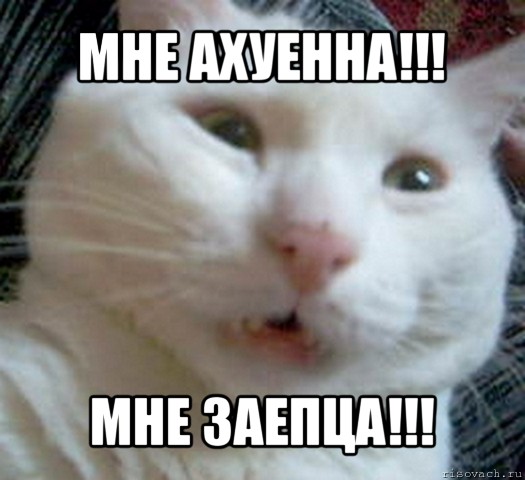 мне ахуенна!!! мне заепца!!!, Мем Котэ позитивный