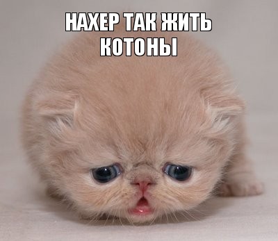 нахер так жить котоны