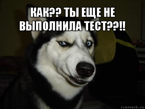 КАК?? ТЫ ЕЩЕ НЕ ВЫПОЛНИЛА ТЕСТ??!! , Комикс  Собака подозревака