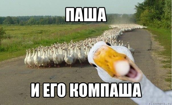 паша и его компаша