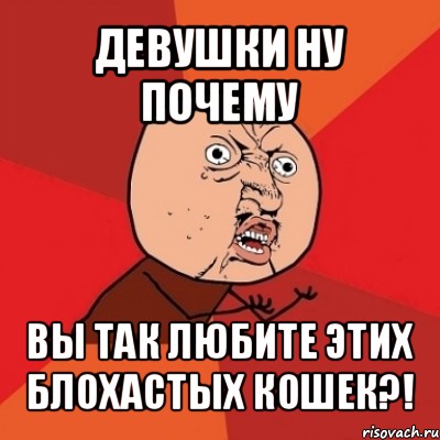 девушки ну почему вы так любите этих блохастых кошек?!, Мем Почему