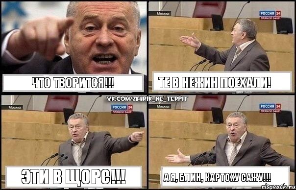 Что творится!!! Те в Нежин поехали! Эти в Щорс!!! А я, блин, картоху сажу!!!, Комикс Жириновский