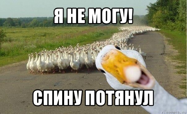 я не могу! спину потянул, Мем гуси