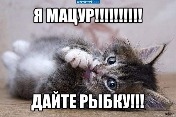 я мацур!!! дайте рыбку!!!, Мем  котенок