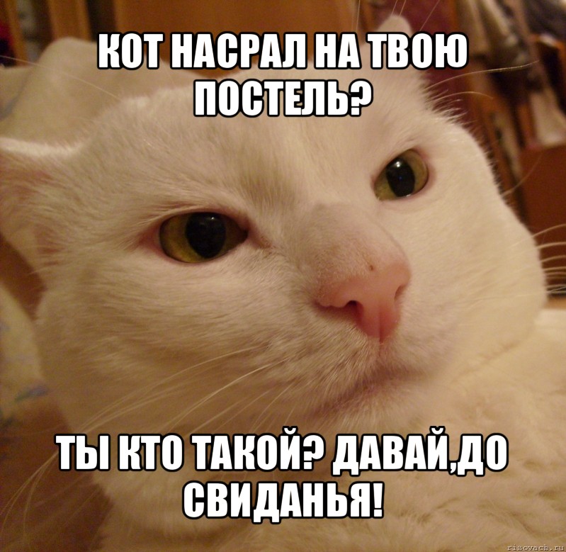 кот насрал на твою постель? ты кто такой? давай,до свиданья!, Мем Дерзкий котэ