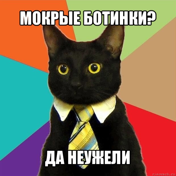 мокрые ботинки? да неужели, Мем  Кошечка