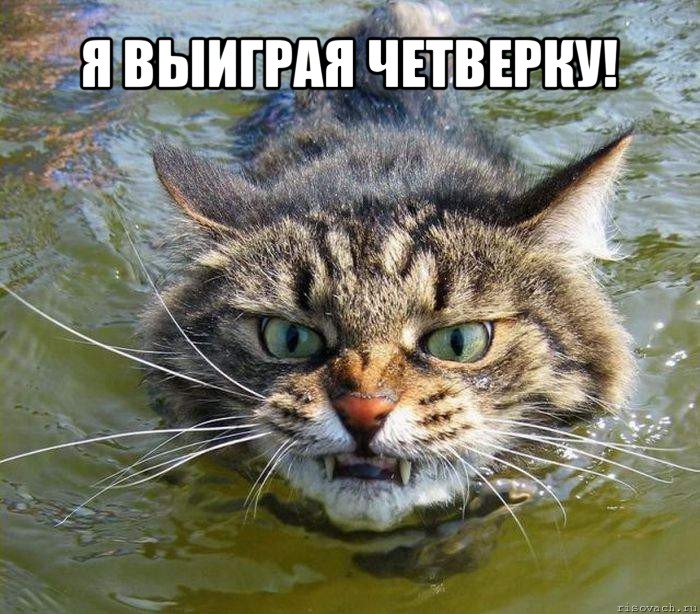 я выиграя четверку! , Мем котэ