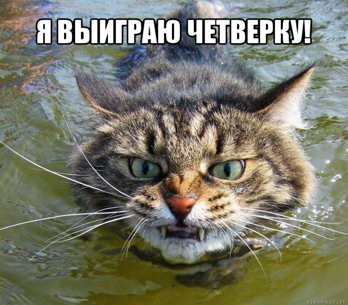 я выиграю четверку! , Мем котэ