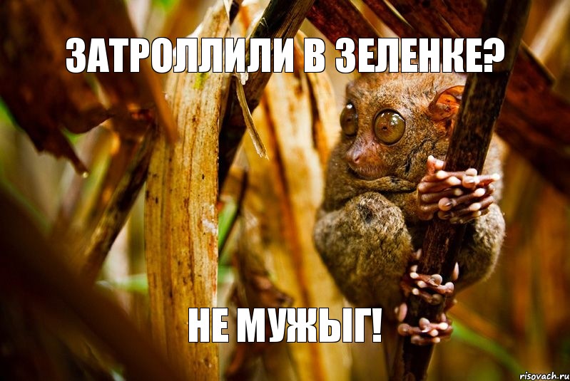 Затроллили в Зеленке? Не мужыг!