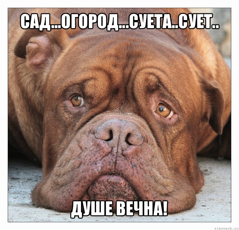 сад...огород...суета..сует.. душе вечна!