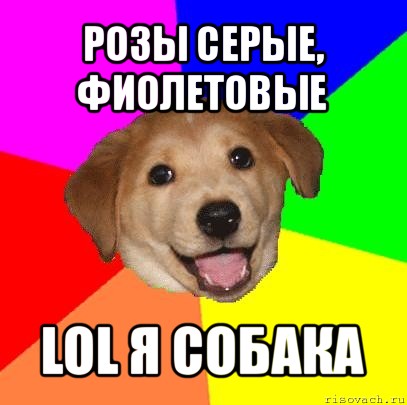 розы серые, фиолетовые lol я собака, Мем Advice Dog